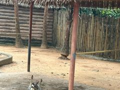 -深圳野生动物园