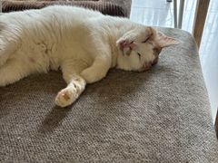 -平行世界·猫咖(首经贸店)
