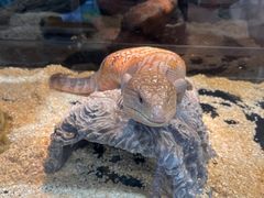 -酷以爬仙阁实体爬宠店·守宫·蜥蜴·专业繁育