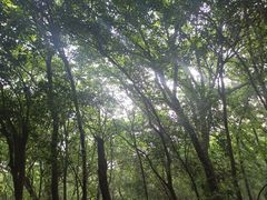 -紫金山山顶公园