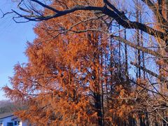 -上海共青森林公园