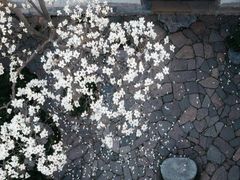 -留园