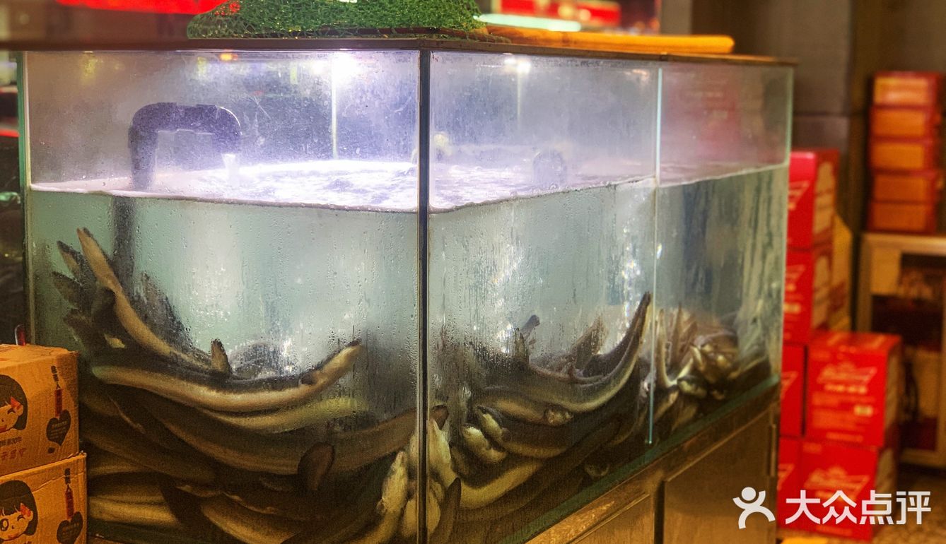 可以看到他们家的鳗鱼真的好大好大一条