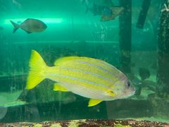 -悉尼海洋生物水族馆