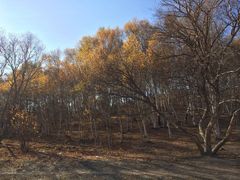 iphone_upload_pic-乌兰布统景区-白桦林