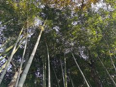-秋霞圃
