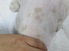 -美联众合动物医院·24h转诊中心
