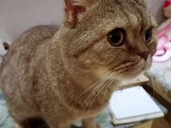 -万小咖.猫咖(中山路天虹店)
