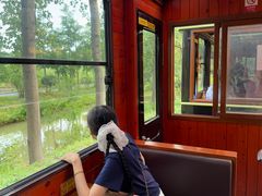 -合肥滨湖国家森林公园