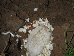 -雨林宠物医院 非犬猫异宠专科