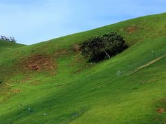 -大姆山草场