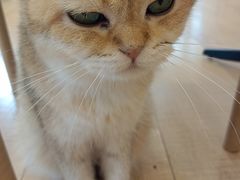 -Let's go狗咖·猫咖·奶狗·桌游(春熙路IFS店)