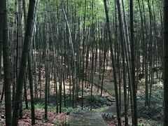 -广州市石门国家森林公园