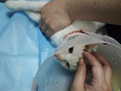 -瑞派·关忠动物医院·猫专科·犬专科(三环新城店)