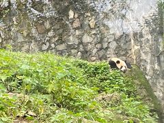 -都江堰中华大熊猫苑