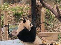 -广州长隆野生动物世界