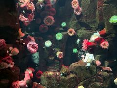 -瑞普利水族馆