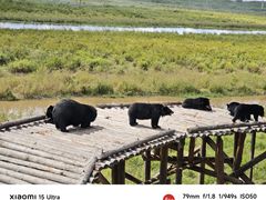 -黑瞎子岛探秘野熊园