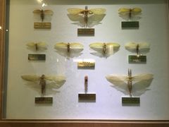 -上海昆虫博物馆