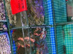 -洲晓鲜·舟山海鲜大排档(朱家尖风景区店)