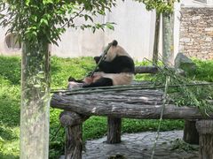 -卧龙中华大熊猫苑神树坪基地