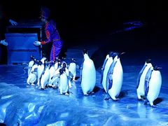 -珠海横琴长隆《卡卡虎奇遇记》