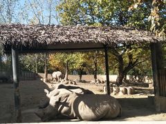 犀牛-西安秦岭野生动物园