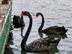 -五缘湾湿地公园
