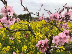 -南汇桃花村