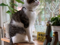 -海边的猫和咖啡馆