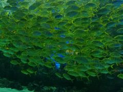 -芜湖新华联大白鲸海洋公园