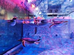 -芜湖新华联大白鲸海洋公园
