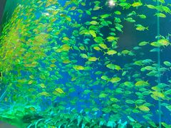 -合肥海洋世界