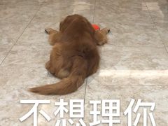 -深圳四季酒店·馥自助餐厅