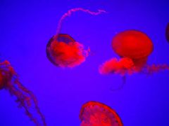 -瑞普利水族馆