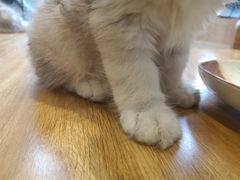 -啵啵喵·猫咖(攀华国际店)