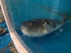 -天正河鲀·河豚亭(大连店)