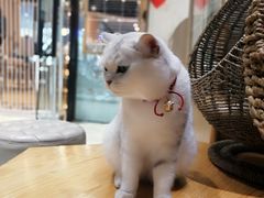 -藏猫猫咖啡主题馆(中央大道店)