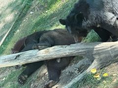 -北京野生动物园