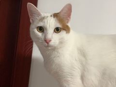 -爱侣宠医·鹦鹉专科·小型哺乳类·异宠专科(灵石路店)