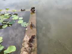 -莲花池公园