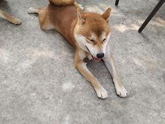 -柴犬高等学院·狗咖·柴犬售卖·宠物训练