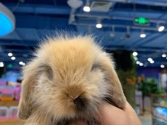 -龟与熊猫宠物公园(南坪店)