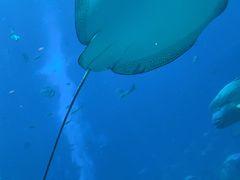 -亚特兰蒂斯•OSSIANO奥西亚诺海底餐厅