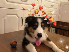 -翊宠yipet猫狗购宠庄园犬舍•猫舍