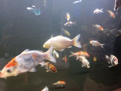 -青木造型HAIR·あおき髪を刈る潮人店