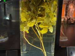 -广东中医药博物馆
