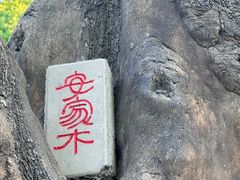 -大望京公园