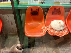 -猫咪博物馆(顶澳仔猫街店)