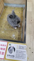-神奇动物撸宠馆·羊驼·小浣熊·异宠(豫园店)